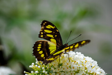 Butterfly Philaethria dido, the rare bamboo swallowtail or longwing dido. A butterfly from the Nymphalidae family.