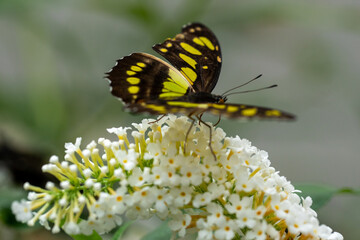 Butterfly Philaethria dido, the rare bamboo swallowtail or longwing dido. A butterfly from the Nymphalidae family.