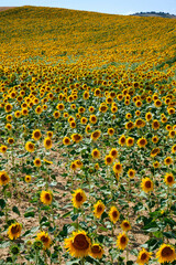 Vast Sunflower Fields in Full Bloom in Oteiza, Navarra