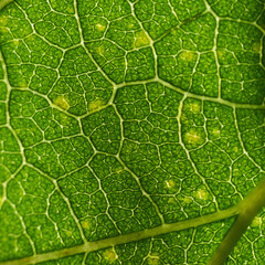 Macro photography detail of radiant green plant texture, plant structure