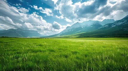 Fototapeta premium grass and blue sky