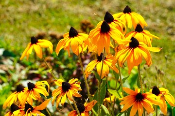 Rudbekia