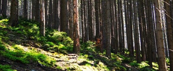 Panorama na gęsty las i mech porastający zbocze w górach. Promienie słońca padają na las.