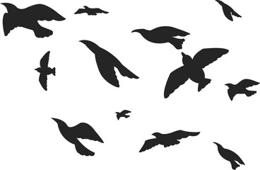collection of birds