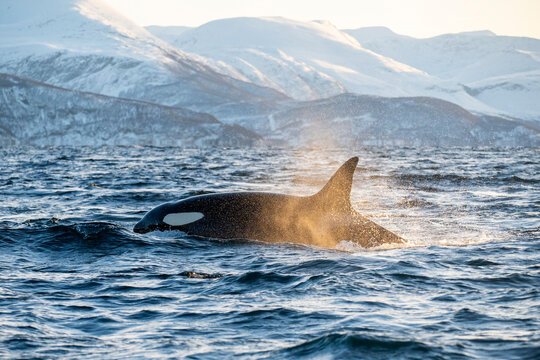 Orcas im norwegischen Fjord Atlantik Winter