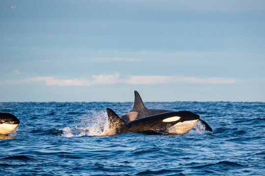 Orcas im norwegischen Fjord Atlantik Winter