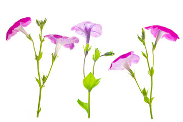 beautiful petunia flower isolated on white background.