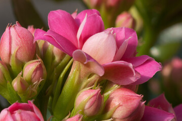 Fototapeta premium Rose