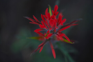 Blooming red Castilleja flower seen from above