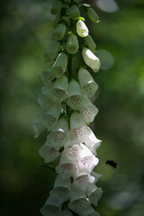 Foxglove blooms white in dark forest with sunbeam