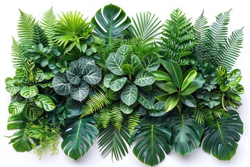 close up of a green plant