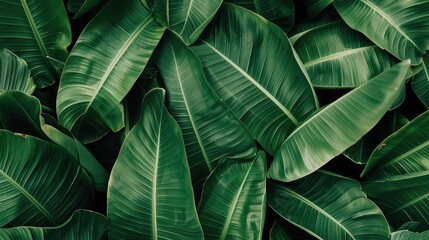 Intricate texture of green banana leaves for backdrop