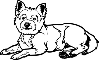 West Highland White Terrier - Lying dog vector stock isolated illustration on white background.