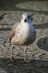 Young atlantic seagull located in Rossio Square background Convento do Carmo, in the city center of Lisbon.