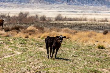 Calf on the open range of Utah.