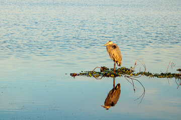 Great Blue Heron with reflection in the water.