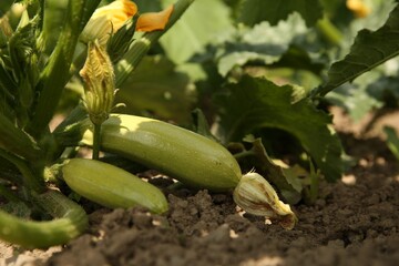 Obraz premium Zucchini plants with green leaves growing in field
