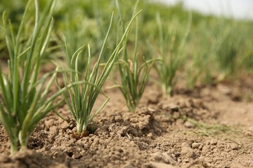 Young green onion sprouts growing in field