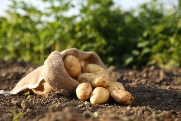 Overturned sack with fresh ripe potatoes outdoors