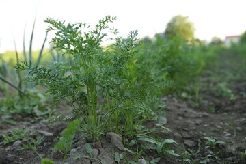 Carrot plants with green leaves growing in field, closeup