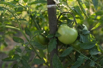 Unripe tomatoes growing on bush in field, closeup