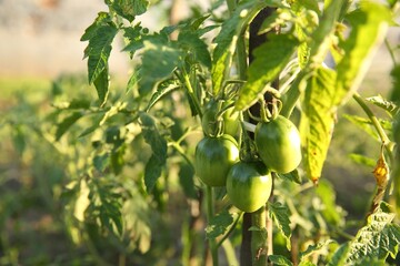 Unripe tomatoes growing outdoors on sunny day, closeup