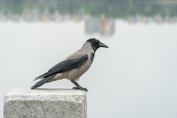 Hooded gray crow sits on embankment river in city. Corvus cornix is eurasian bird species from the genus raven looks on water. Corvus corone cornix also called scald crow or hoodie. Passerine bird.