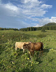 Cattle, brown cows, graze in a green meadow, in the field. Economy, animal maintenance, beef
