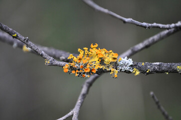 Lichen on dry tree branch, xanthoria parietina