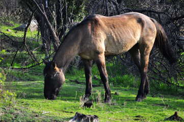 Horse grazing in rural area