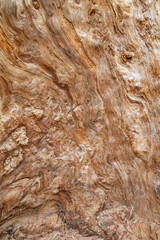 Intricate Patterns in a Weathered Tree Trunk - Close Up Texture of a ponderosa pine tree trunk near Sylvan Lake Custer State Park