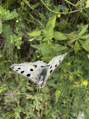 Day butterfly of the Swallowtail family. The specific name is given in honor of Apollo - the son of Zeus and Leto, brother of Artemis, the deity of beauty and light.