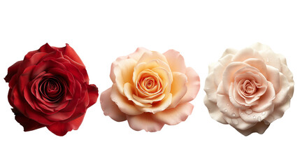 Rose collection red yellow light pink on transparent background.