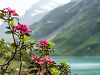 Bielerh&ouml;he, &Ouml;sterreich: Eine Alpenrose vor unscharfer alpiener Landschaft