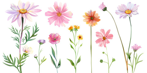 Summer meadow wildflowers, clipart set, illustration in watercolor style isolated on transparent background for wedding invitation, postcard design, scrapbooking, greeting cards. PNG, cutout.