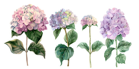 Blue and purple hydrangea flowers, clipart set, illustration in watercolor style isolated on transparent background for wedding invitation, postcard design, scrapbooking, greeting cards. PNG, cutout.