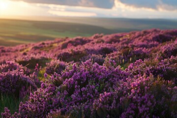 Fototapeta premium Yorkshire Moors Sunset: Purple Heather Blooms in British National Park