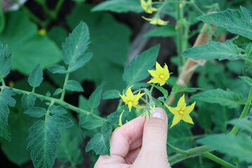 Close up of a hand holding blooming tomato plant flowers growing in a greenhouse garden