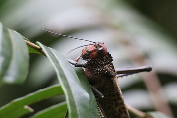 Tropidacris Nahaufnahme Corcovado Costa Rica 