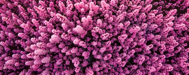 Blooming heather. Heathland. Background for physine with flowers. Floral backdrop. Pink flower. Meadow with heather. Moorland