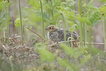 A pheasant chick in the wild