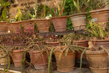 A row of terracotta pots lined up on a shelf filled with plants and cacti