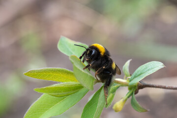 Striped honey bee collecting nectar from flowers, close-up. Natural honey. Fertilization of trees. Pollen transfer. Beneficial insects