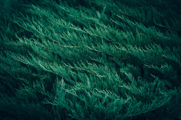 Dark green Juniper bush branches pattern texture