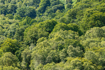 Mixed deciduous ancient woodland tree canopy in Exmoor National Park at Cloutsham, Somerset, England UK