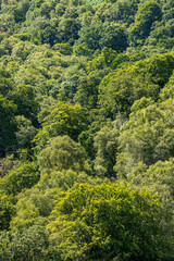 Mixed deciduous ancient woodland tree canopy in Exmoor National Park at Cloutsham, Somerset, England UK