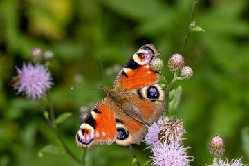 Tagpfauenauge (Aglais io) auf der Bl&uuml;te einer Distel