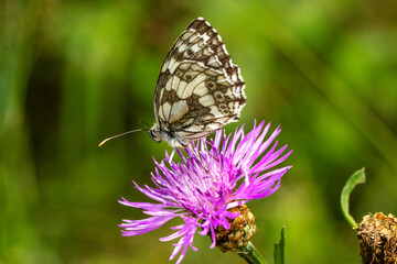 Schachbrett (Melanargia galathea) auf der Blüte einer Flockenblume