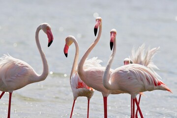 Flamingos im Wasser