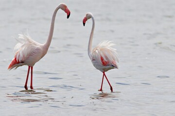 Flamingos im Wasser